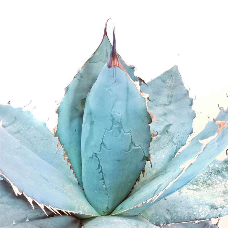 Agave titanota 'Blue Ice' 38 cm. | Agavaceae - Giromagi vendita piante  grasse