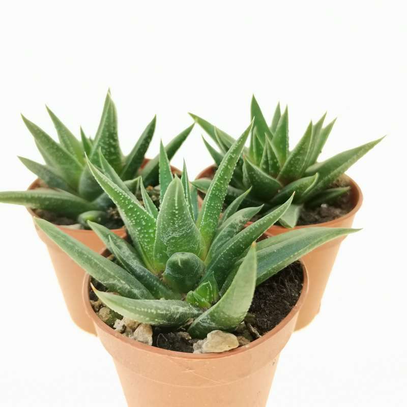 Haworthia herbacea 5,5 cm. | Aloaceae - Giromagi vendita piante grasse