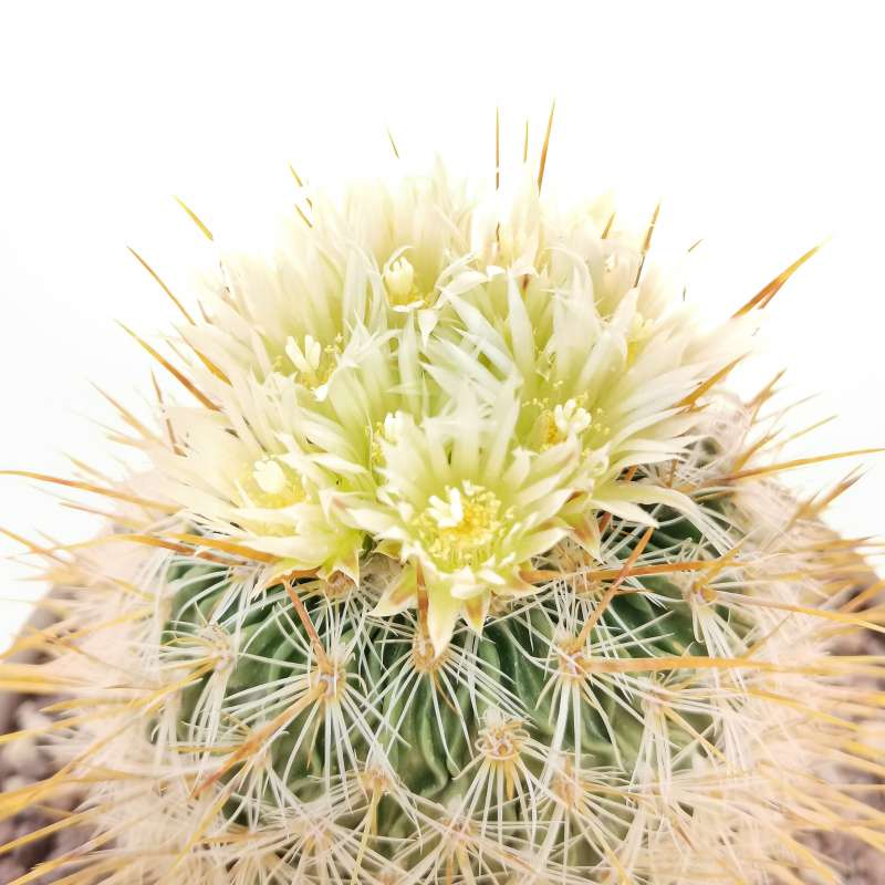 Echinofossulocactus albatus 17 cm. | Cactaceae - Giromagi vendita ...