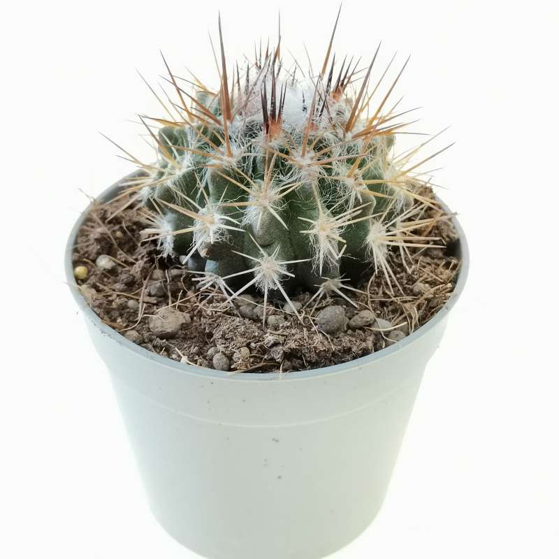 Neoporteria eriocephala 6,5 cm. | Cactaceae - Giromagi vendita piante ...