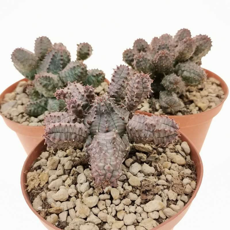 EUPHORBIA PSEUDOGLOBOSA Ø10CM - cactus - succulente - piante grasse vere  EUR 6,00 - PicClick IT