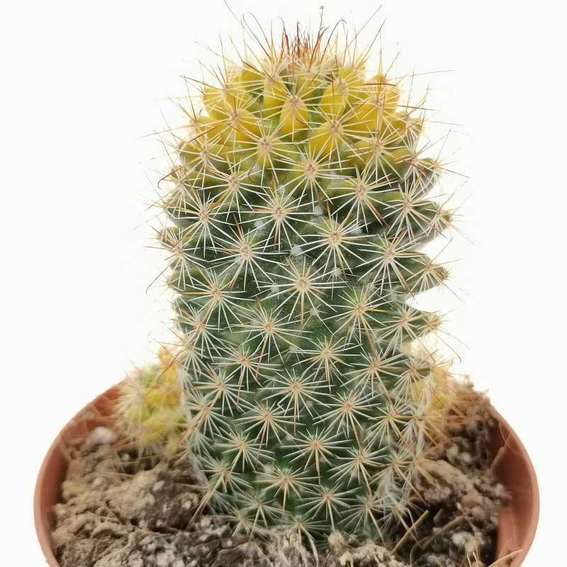 Mammillaria neopalmeri f. variegata 10 cm. | Cactaceae - Giromagi ...