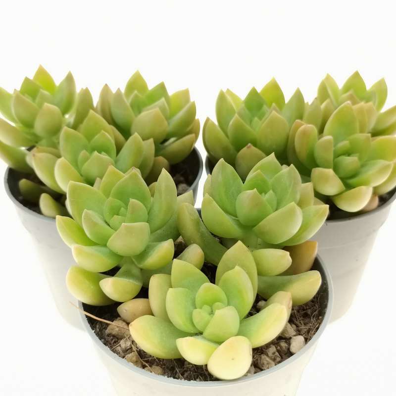 Sedum adolphii 'Lime Gold' 6,5 cm. | Crassulaceae - Giromagi vendita ...