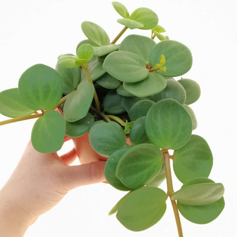 Peperomia tetraphylla 'Hope' 12 cm. | Piperaceae - Giromagi vendita ...