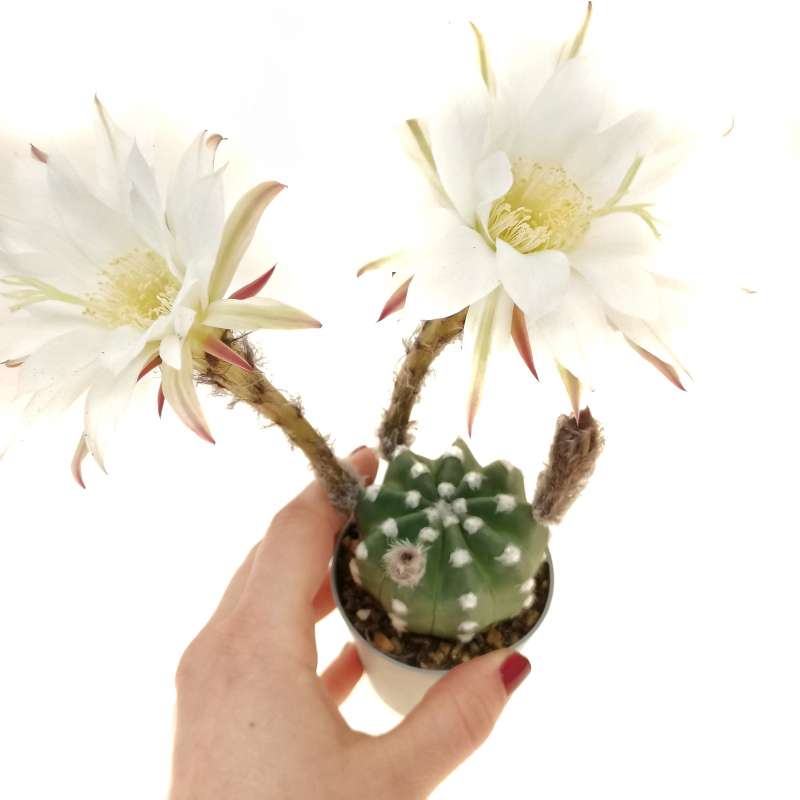 Echinopsis subdenudata cv. Fuzzy Navel - Giromagi
