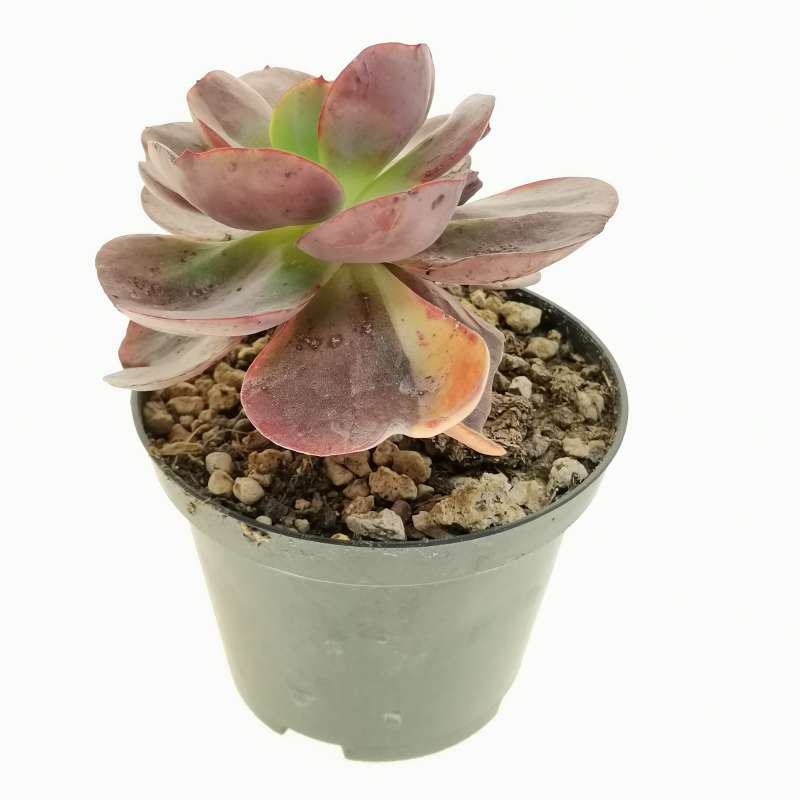 Echeveria 'Cassyz' f. variegata 10 cm. | Crassulaceae - Giromagi ...