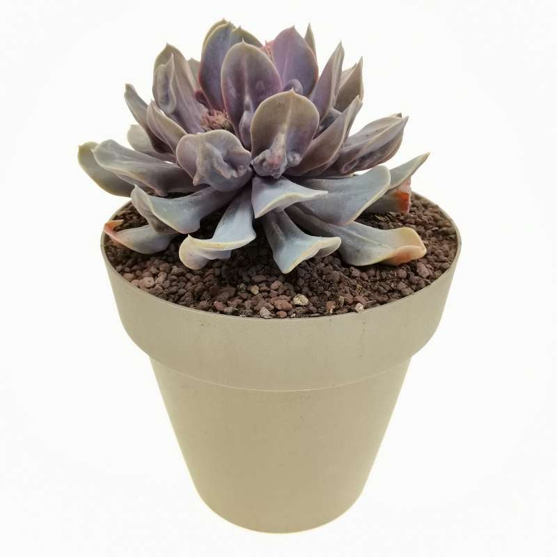 Echeveria 'Trompette' 20 cm. | Crassulaceae - Giromagi vendita piante ...