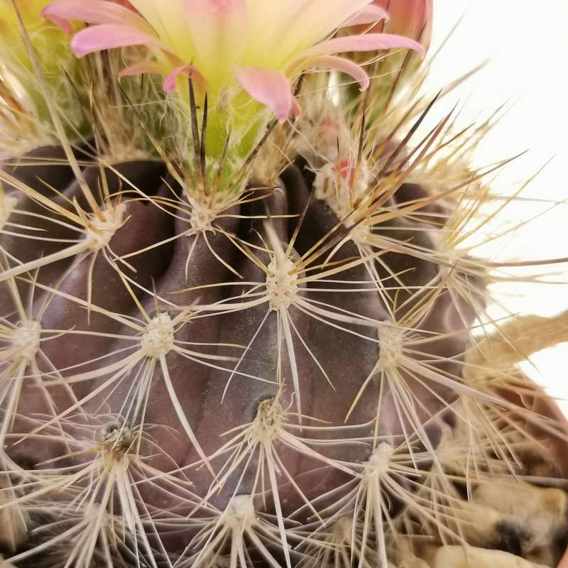 Neoporteria clavata f. parviflora 10 cm. | Cactaceae - Giromagi vendita ...