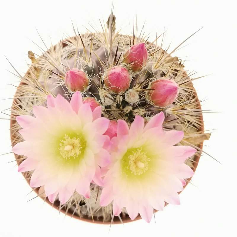 Neoporteria clavata f. parviflora 10 cm. | Cactaceae - Giromagi vendita ...