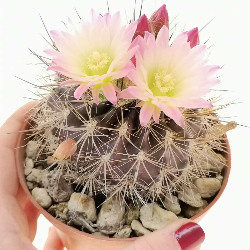 Neoporteria clavata f. parviflora 10 cm. | Cactaceae - Giromagi vendita ...