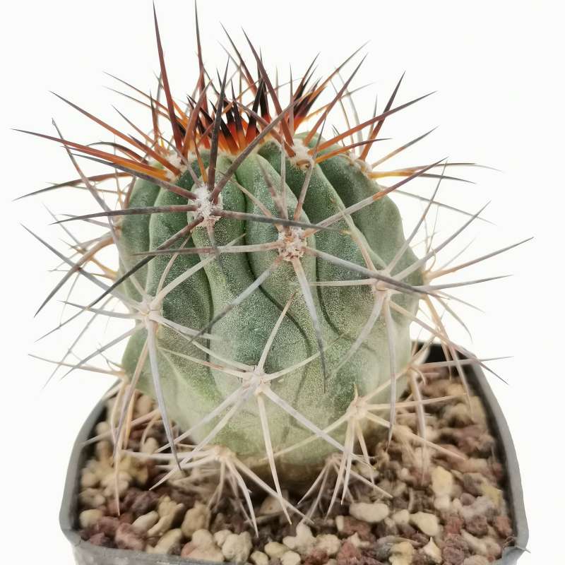 Copiapoa coquimbana (Sud Huasco) 7x7 cm. | Cactaceae - Giromagi vendita ...