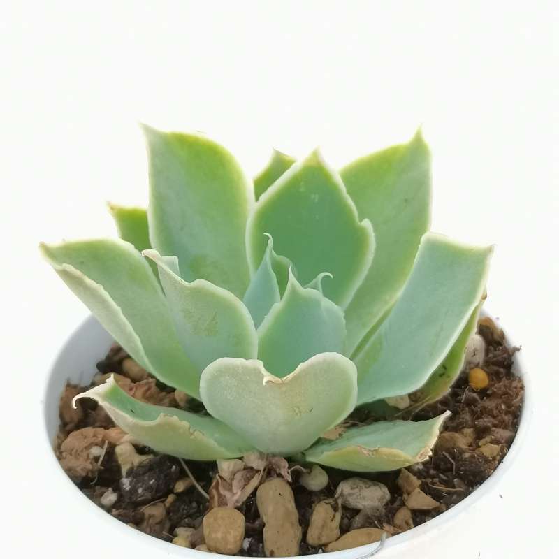 Echeveria Simulans Laguna Sanchez Cm Crassulaceae Giromagi Vendita Piante Grasse