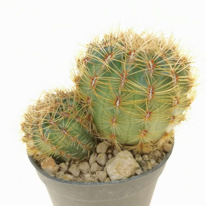 Oroya peruviana 6,5 cm. | Cactaceae - Giromagi vendita piante grasse