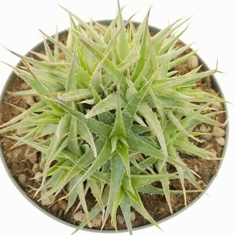 Abromeitiella brevifolia - Giromagi