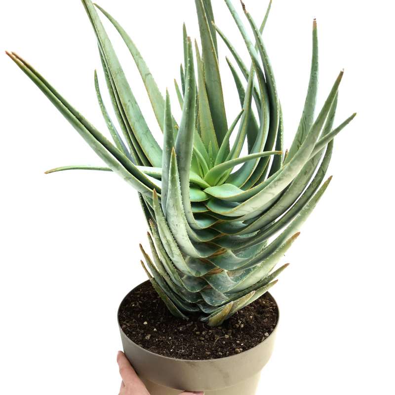Aloe ramosissima 30 cm. | Aloaceae - Giromagi vendita piante grasse