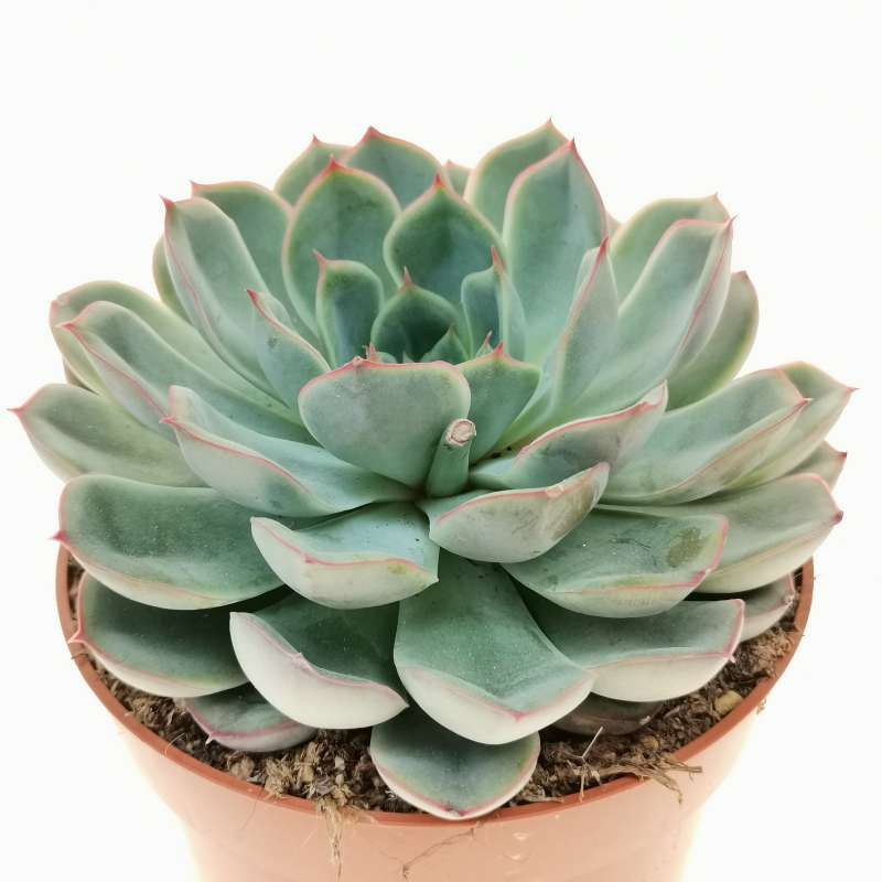 Echeveria 'Candle Red' 12 cm. | Crassulaceae - Giromagi vendita piante ...