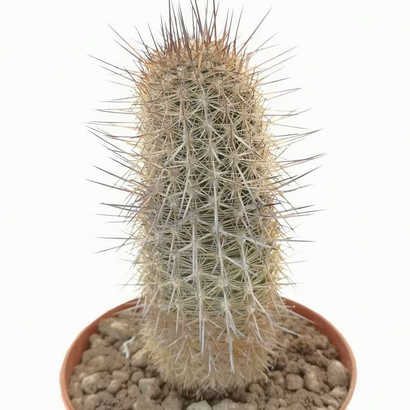 Oreocereus hempelianus 10 cm. | Cactaceae - Giromagi vendita piante grasse