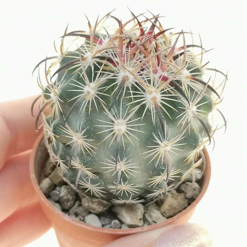 Echinomastus unguispinus 5,5 cm. | Cactaceae - Giromagi vendita piante ...