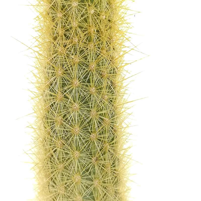 Bergerocactus emoryi 14 cm. | Cactaceae - Giromagi vendita piante grasse