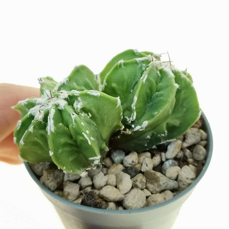 Astrophytum hybrid cv. fukuryu Haku-Jo f. dicotomica