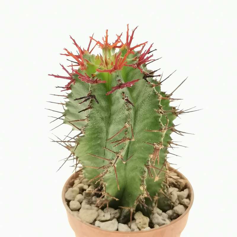 Euphorbia horrida f. spiralis (Spina-rossa) 5,5 cm. | Euphorbiaceae ...