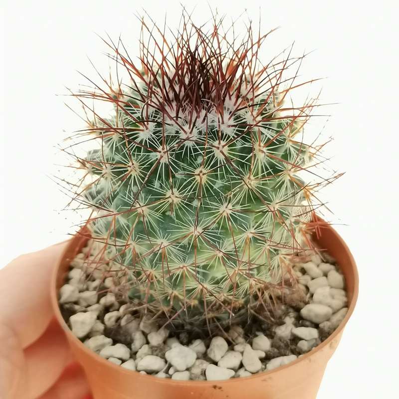 Mammillaria: una pianta grassa dal grande potenziale decorativo