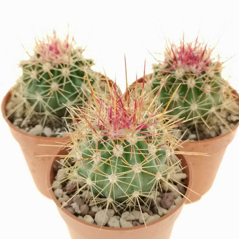 Ferocactus alamosanus 5,5 cm. | Cactaceae - Giromagi vendita piante grasse