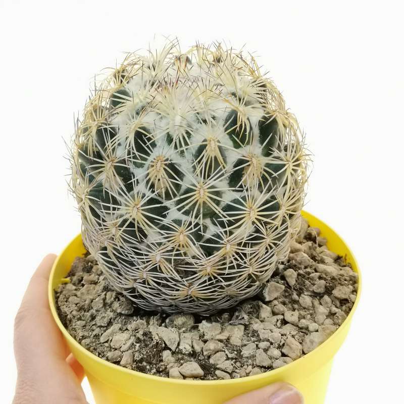 Coryphantha compacta 14 cm. | Cactaceae - Giromagi vendita piante grasse