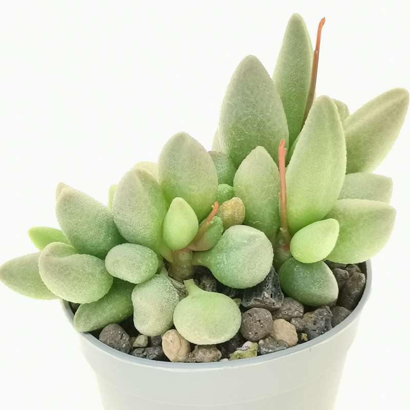 Adromischus marianae 'Alveolatus' clone 2 6,5 cm. | Crassulaceae ...