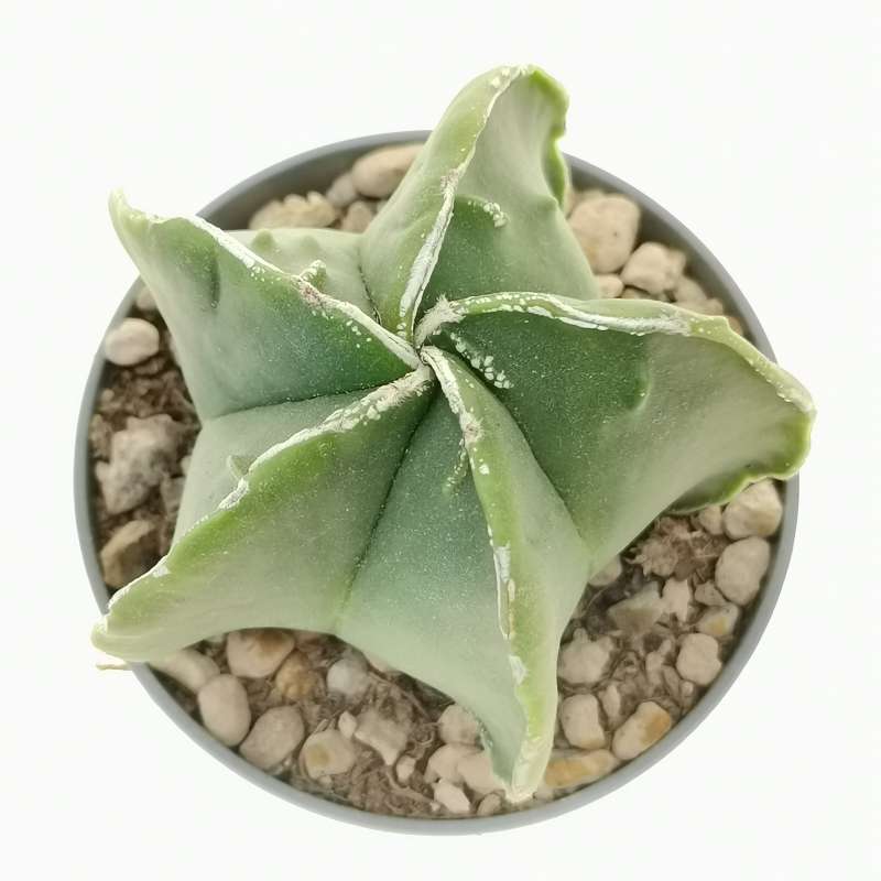 Astrophytum myriostigma cv. Fukuryu Hakujo nudum 6,5 cm. | Cactaceae ...