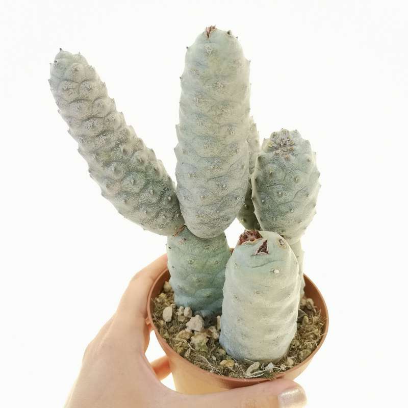 Tephrocactus articulatus var. strobiliformis 10 cm. | Cactaceae ...