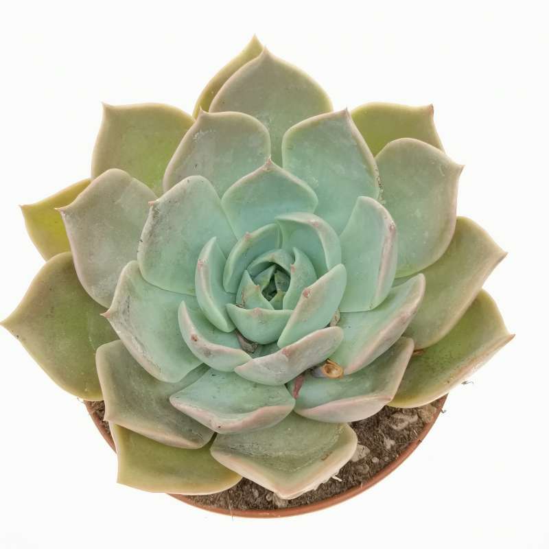 Echeveria 'Costa' 12 cm. | Crassulaceae - Giromagi vendita piante grasse