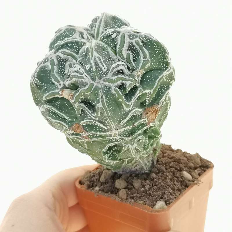 Astrophytum myriostigma cv. Haku-jo x Hanabi