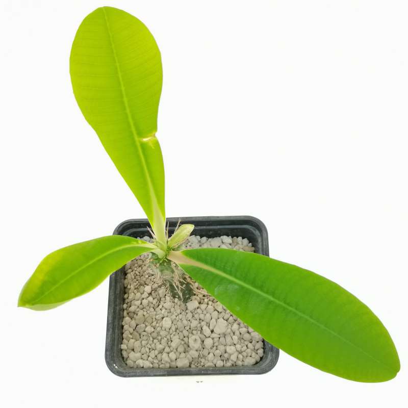 Euphorbia viguieri (red veins) - Giromagi