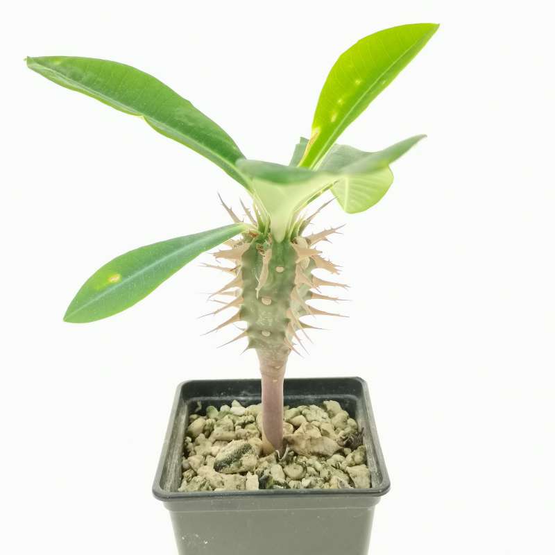 Euphorbia viguieri var. capuronii - Giromagi