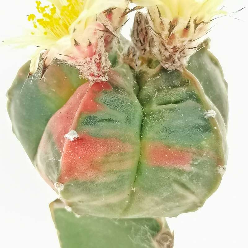 Astrophytum myriostigma var. nudum f. variegata