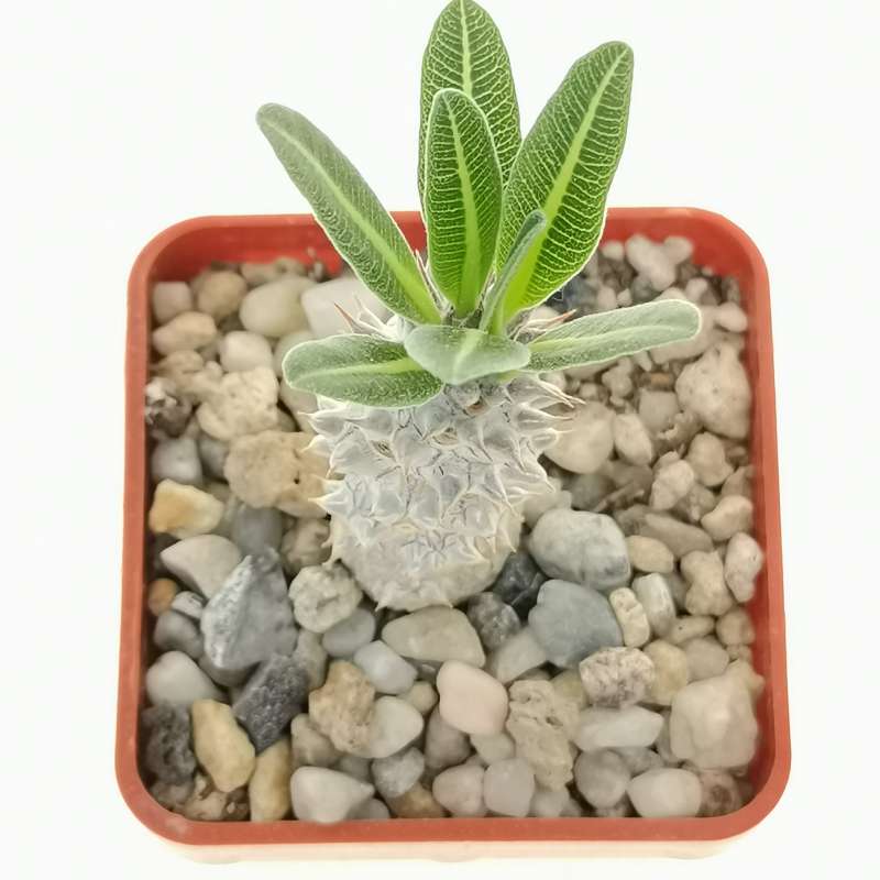 Pachypodium densiflorum cv. Tucky (own roots) - Giromagi