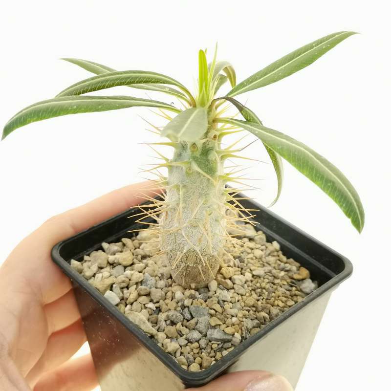 Pachypodium cactipes 7x7 cm. | Apocynaceae - Giromagi vendita piante grasse