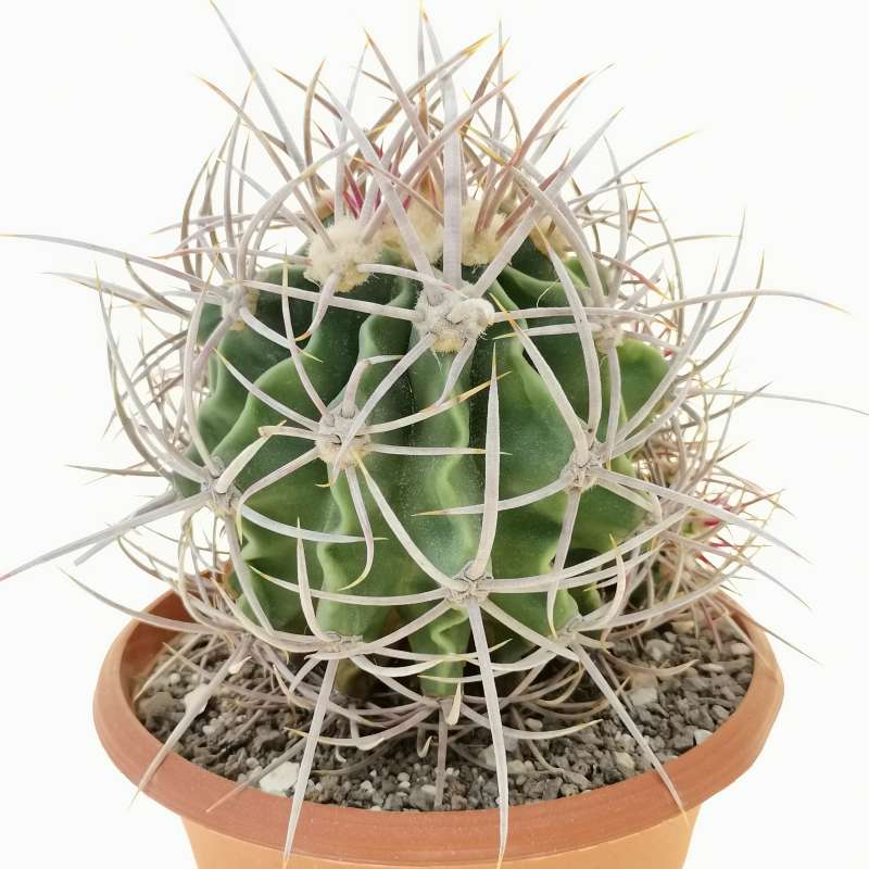 Echinocactus polycephalus f. prolifera 17 cm. | Cactaceae - Giromagi ...