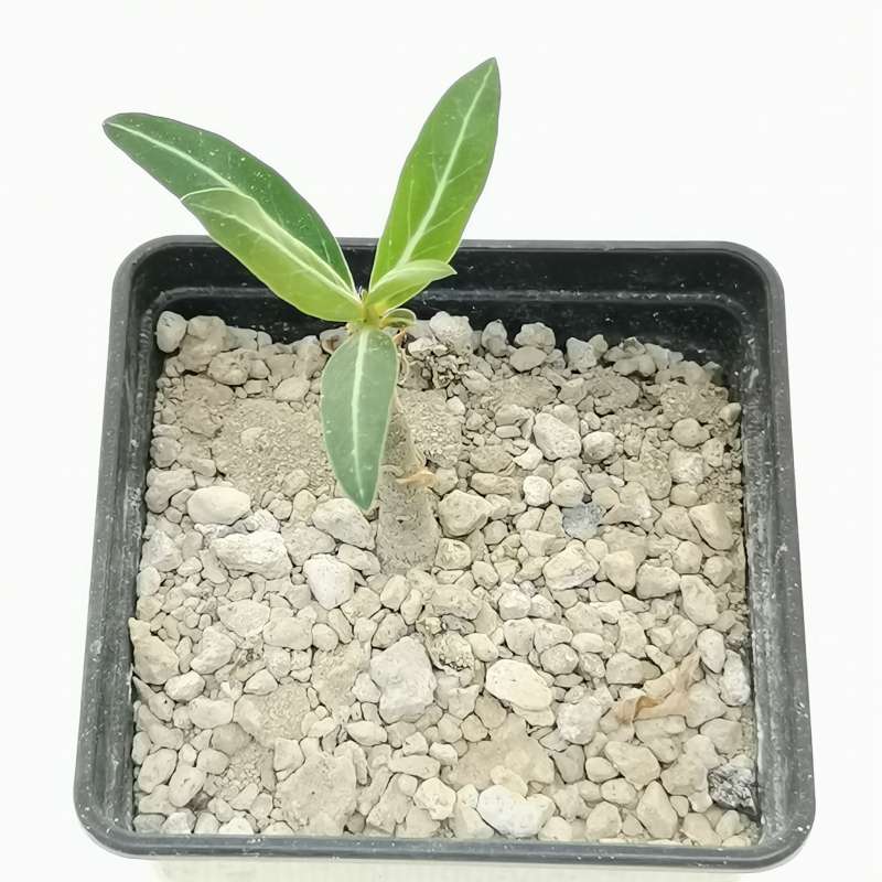 Adenium Somalense Nova／ソマリア産／Lサイズ株／塊根／輸入-