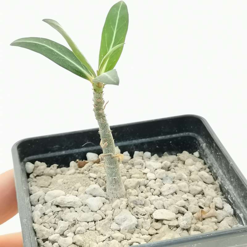 78. 12/19輸入 ▽Adenium Somalense nova▽ アデニウム ソマレンセ