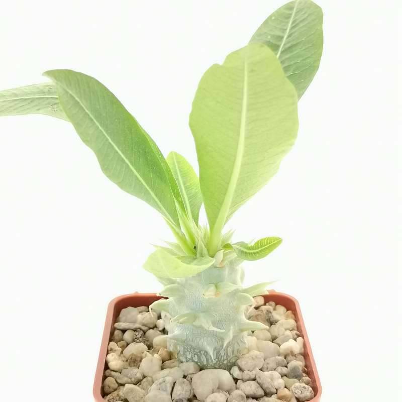 Pachypodium eburneum (own roots) - Giromagi