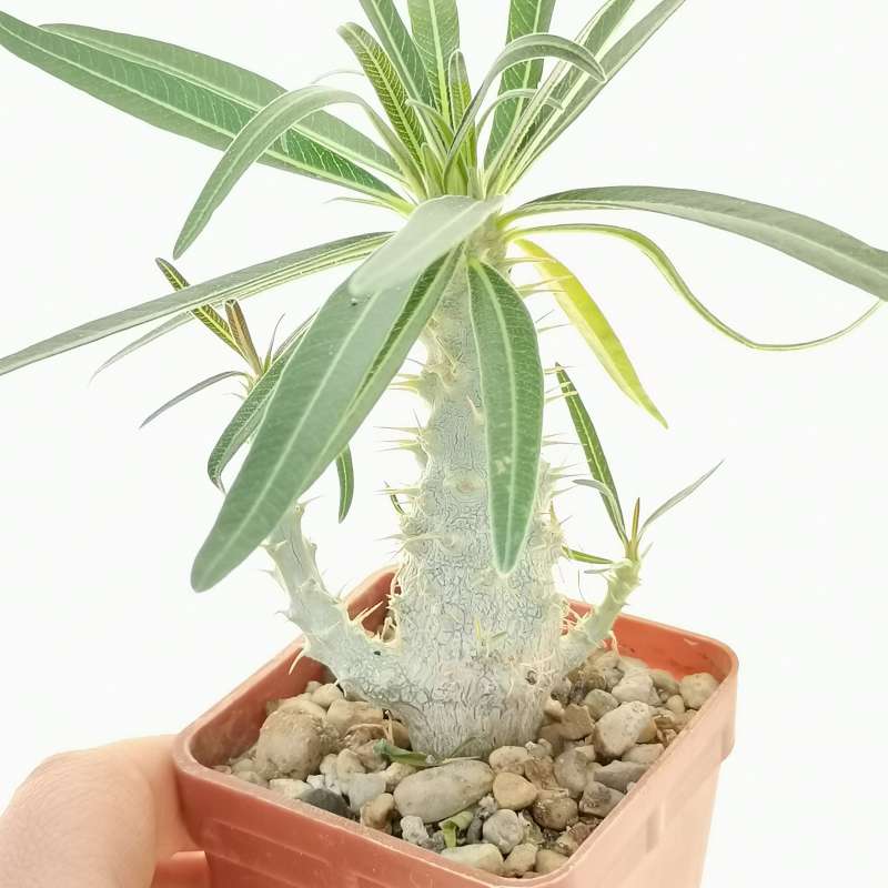 Pachypodium rosulatum subs. gracilius (Isalo) - Giromagi