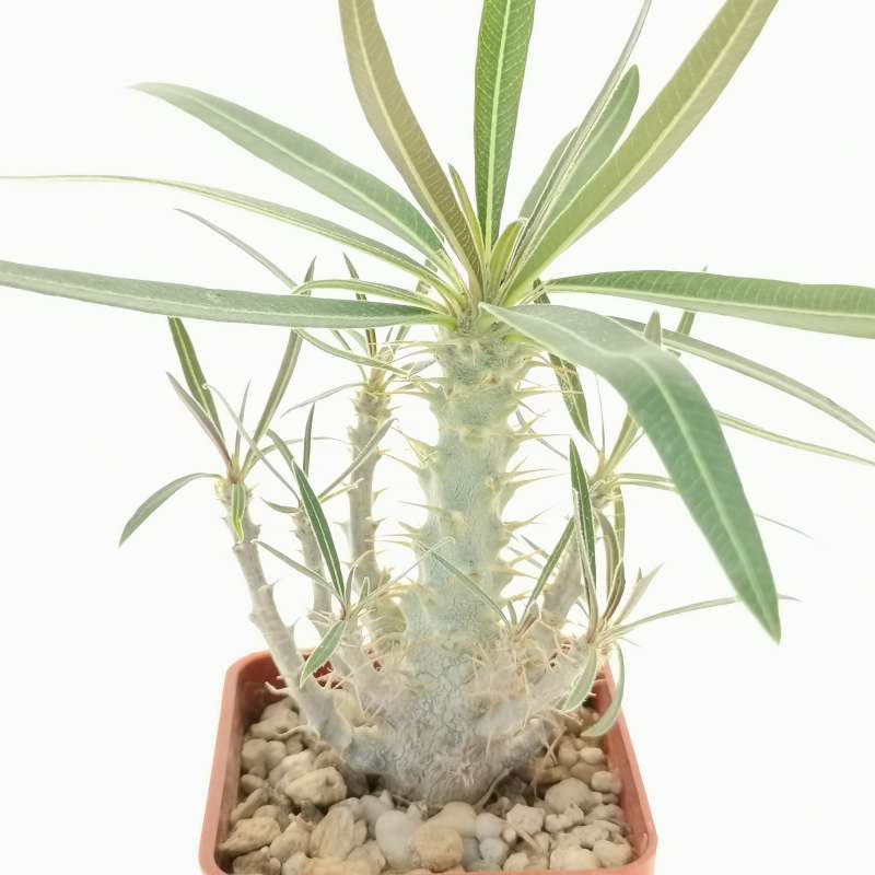 Pachypodium rosulatum subs. gracilius (Isalo) - Giromagi