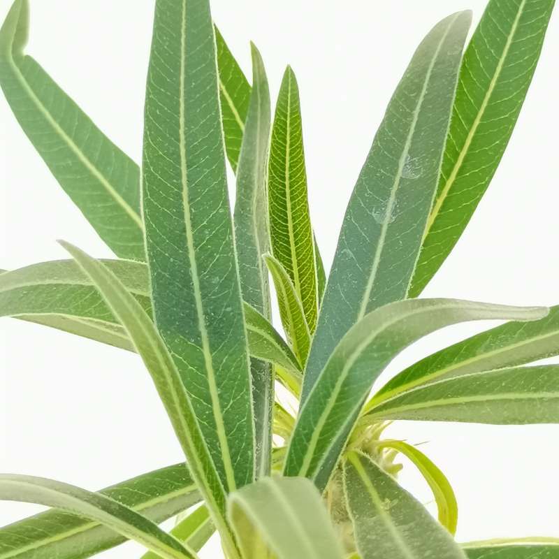 Pachypodium rosulatum subs. gracilius f. dicotomica (Isalo) - Giromagi
