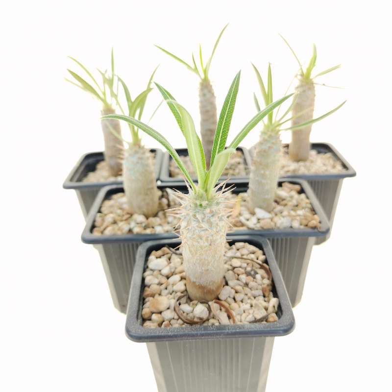 Pachypodium cactipes - Giromagi