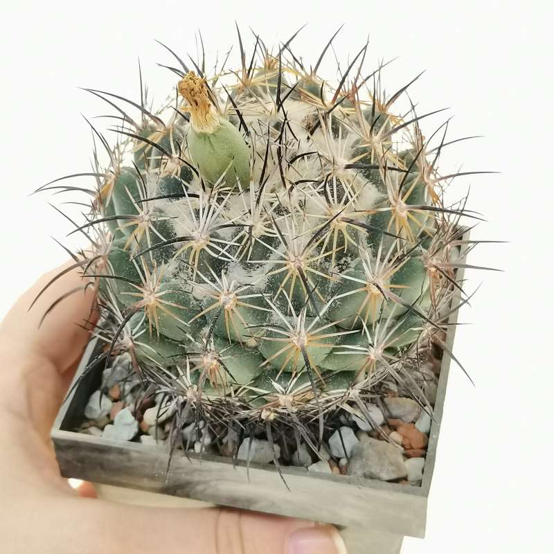 Coryphantha cornifera 8x8 cm. | Cactaceae - Giromagi vendita piante grasse