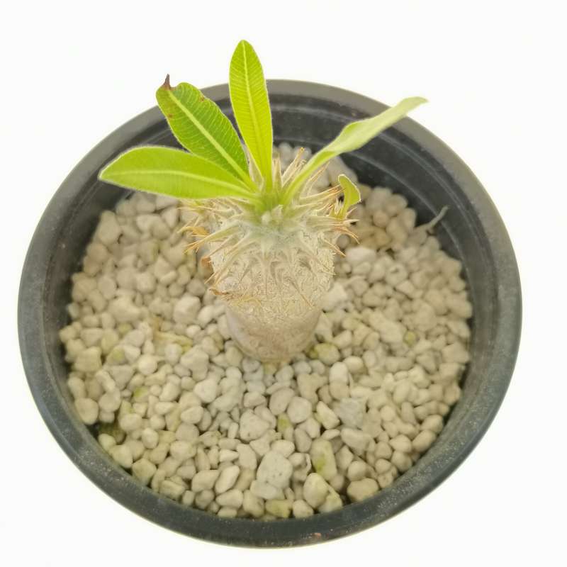 Pachypodium rosulatum subs. bicolor - Giromagi