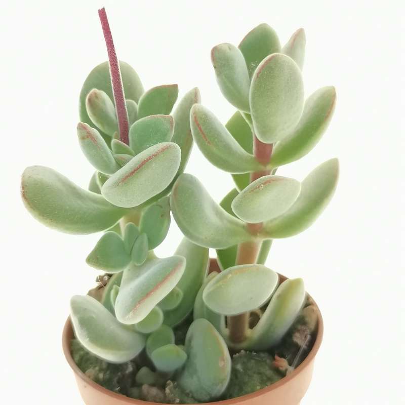 Crassula 'Velveta' 5,5 cm. | Crassulaceae - Giromagi vendita piante grasse