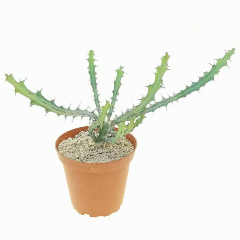 Euphorbia meridionalis 11 cm. | Euphorbiaceae - Giromagi vendita piante ...